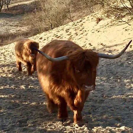 別荘 Sunset House デン・ハーグ