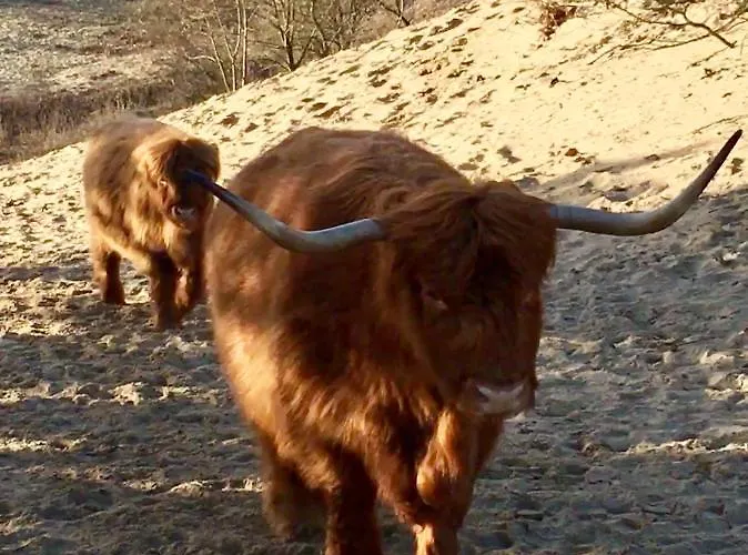 Dom wakacyjny Sunset House Haga